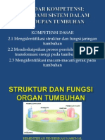 14 Struktur Fungsi Organ Tumbuhan Solo