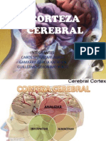 Corteza Cerebral