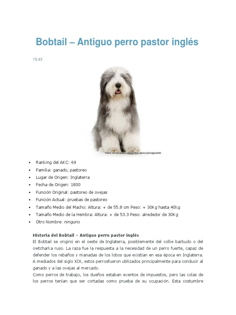 ▷ Bobtail o Perro Pastor Inglés: Características