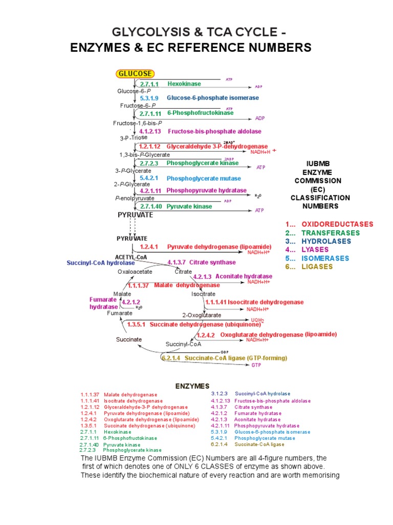 Glycolysis and TCA Cycle Enzymes | PDF | Citric Acid Cycle | Diet ...