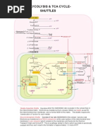 Glycolysis and TCA Cycle - Shuttles