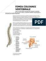 Anatomia Coloanei Vertebrale