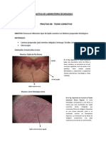 Practica de Biologia Tejido Conectivo