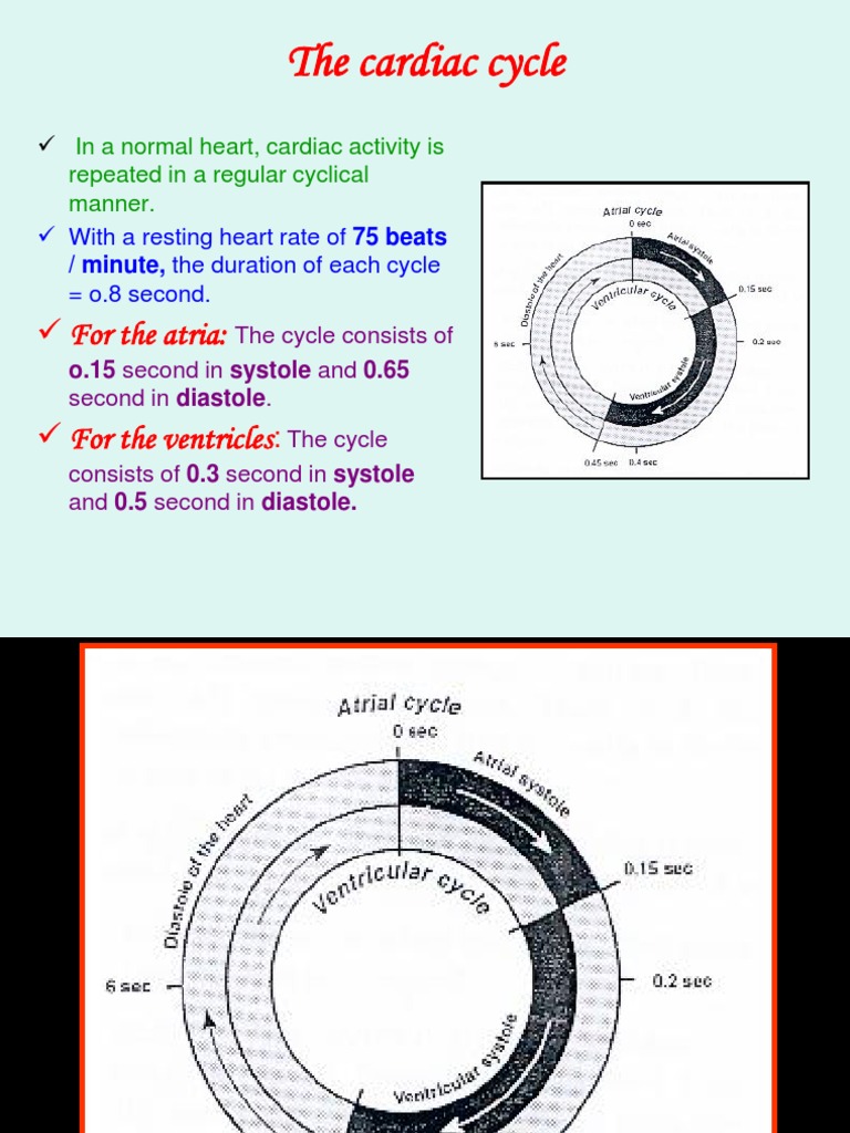 Cardiac Cycle | PDF | Ventricle (Heart) | Heart Valve