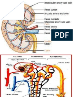 Presentation 1 Anatomi Ginjal