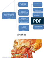 Aretria Lingual