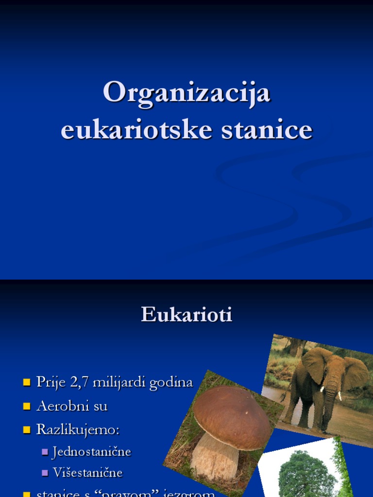 Eukariotska Stanica | PDF