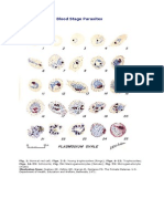 Gambar Plasmodium Ovale