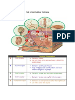 The Structure of Skin and Function