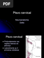Plexo Cervical