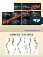 Arg evoluçao