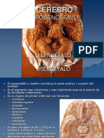 Tema Anato I Snc-Cerebro (Telencefalo-Diencefalo)