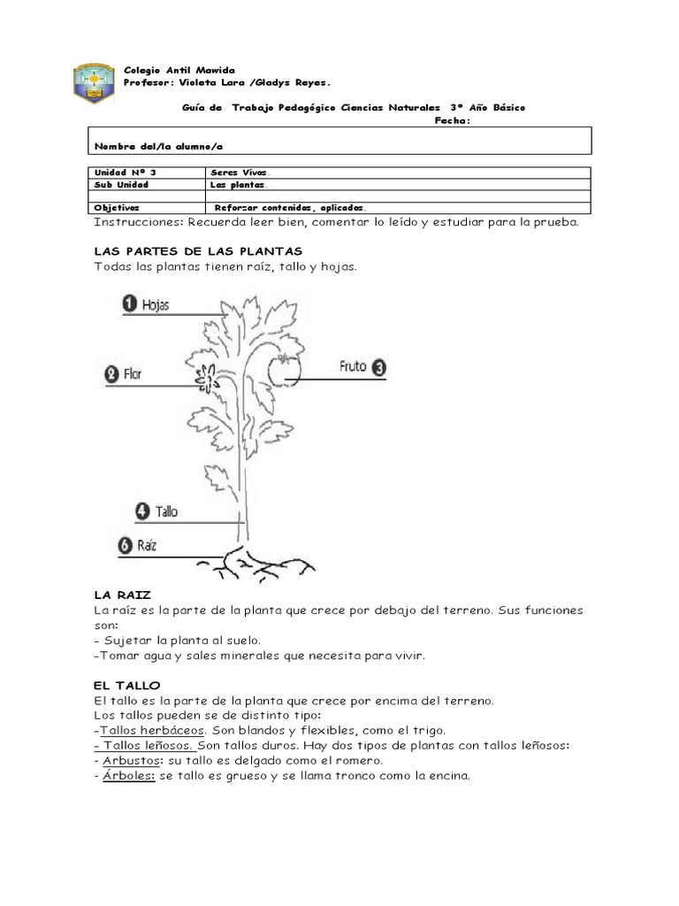 Partes y funciones de las plantas | PDF | Flores | Tallo de la planta