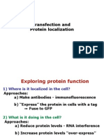 Transfection and Protein Localisation