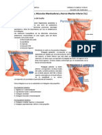 Triangulos Del Cuello (1)