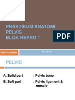 Praktikum Anatomi Repro Pelvis