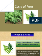 Life Cycle of Fern