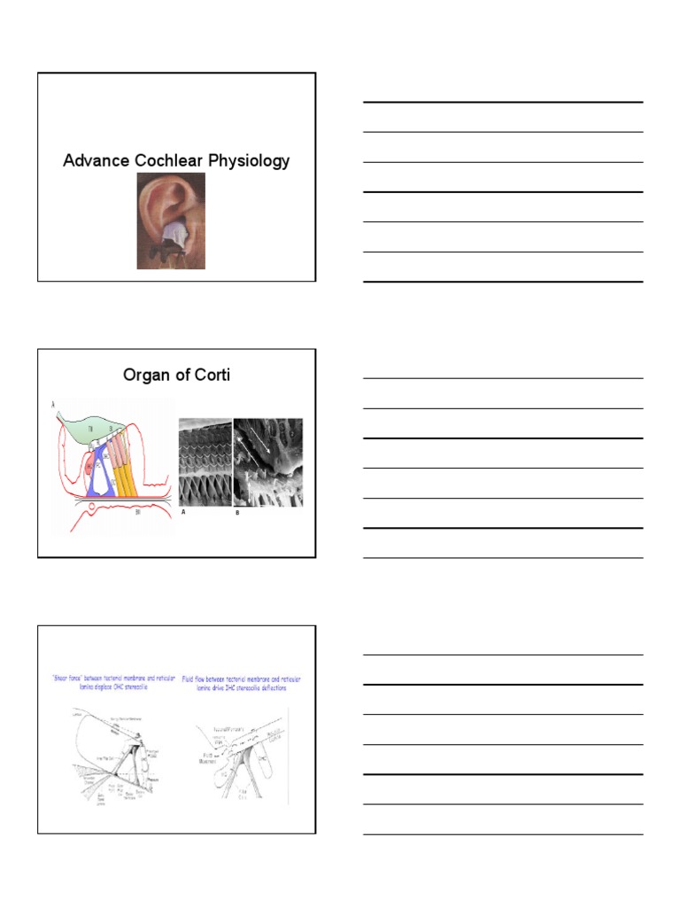 Cochlear Physiology and OHC Function | PDF | Auditory System | Senses