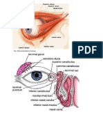 Anatomy of Eye