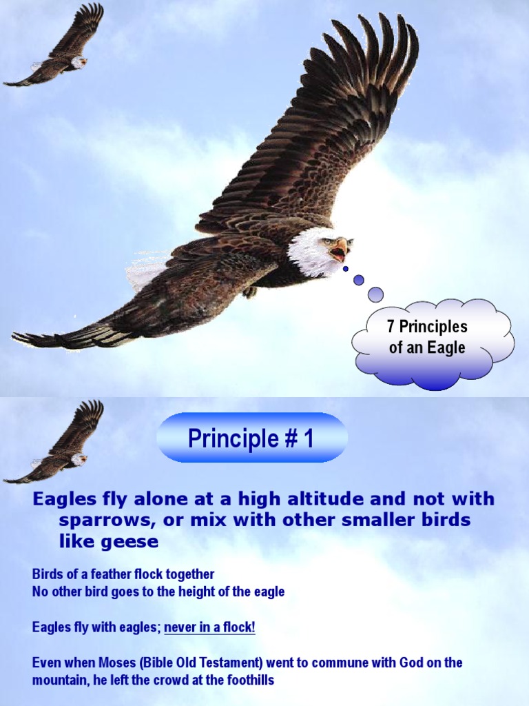 7 Principles of an Eagle Leadership | PDF | Eagle | Nest