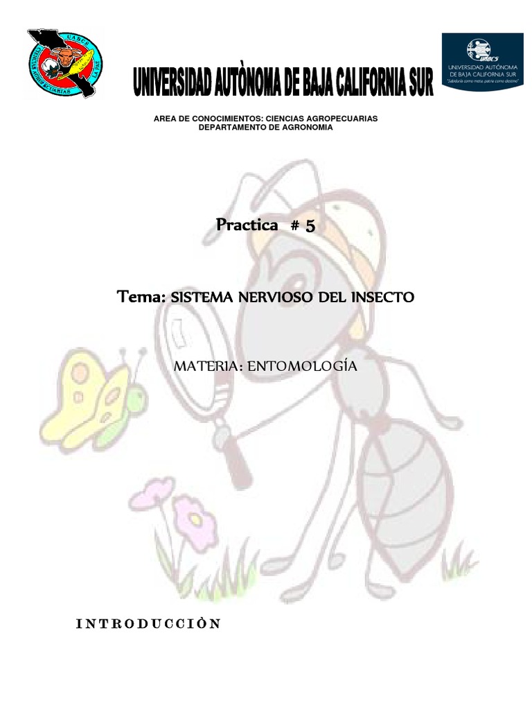 Sistema Nervioso de Los Insectos Insectos Oxígeno