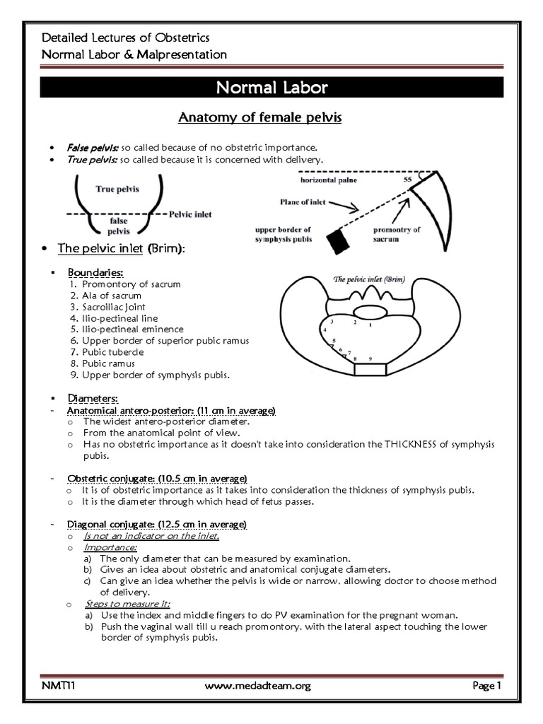 Anatomy of Normal Labor Dynamics | PDF | Pelvis | Childbirth