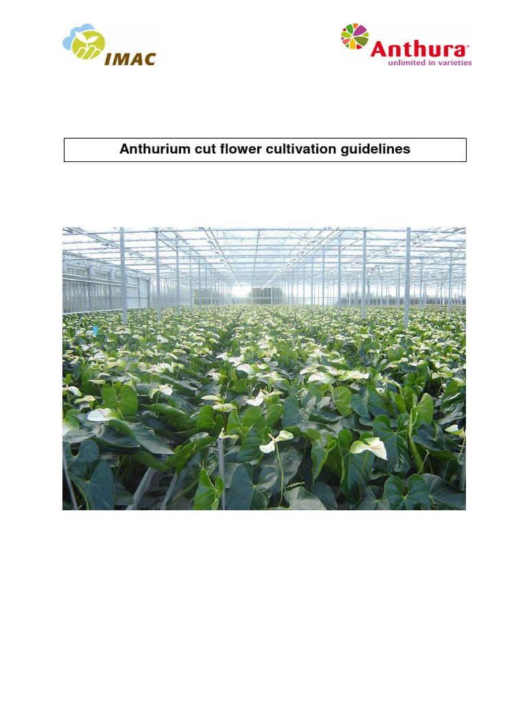 Anthurium Cut Flower Cultivation Guide | PDF