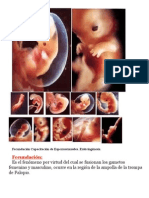 fecundacion+nidacion+DGT