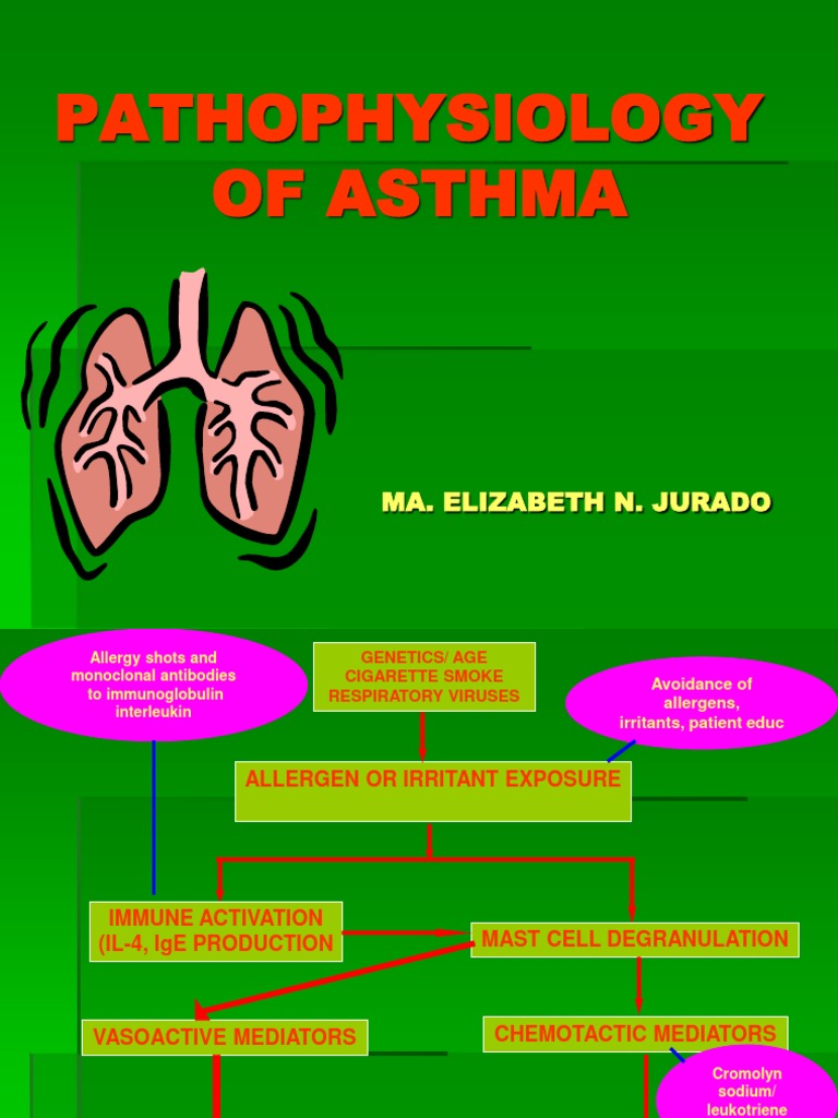 pathophysiology of asthma essay