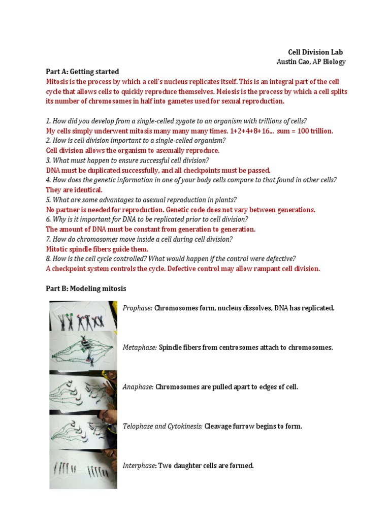 Cell Division Lab | Pdf | Meiosis | Mitosis