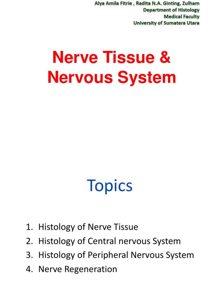 Histology of Nervous Tissue Overview | PDF | Axon | Central Nervous System