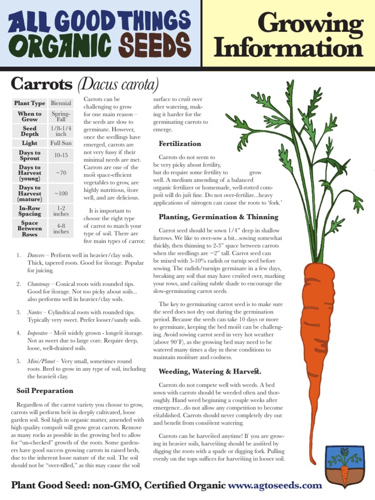 How to Grow Carrots Detailed Cultivation Carrot Sowing