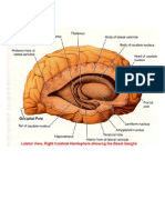 CNS Micrographs