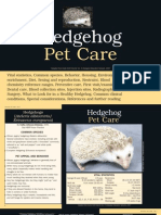 Hedgehog Pet Care
