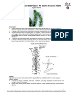 South American Waterweed