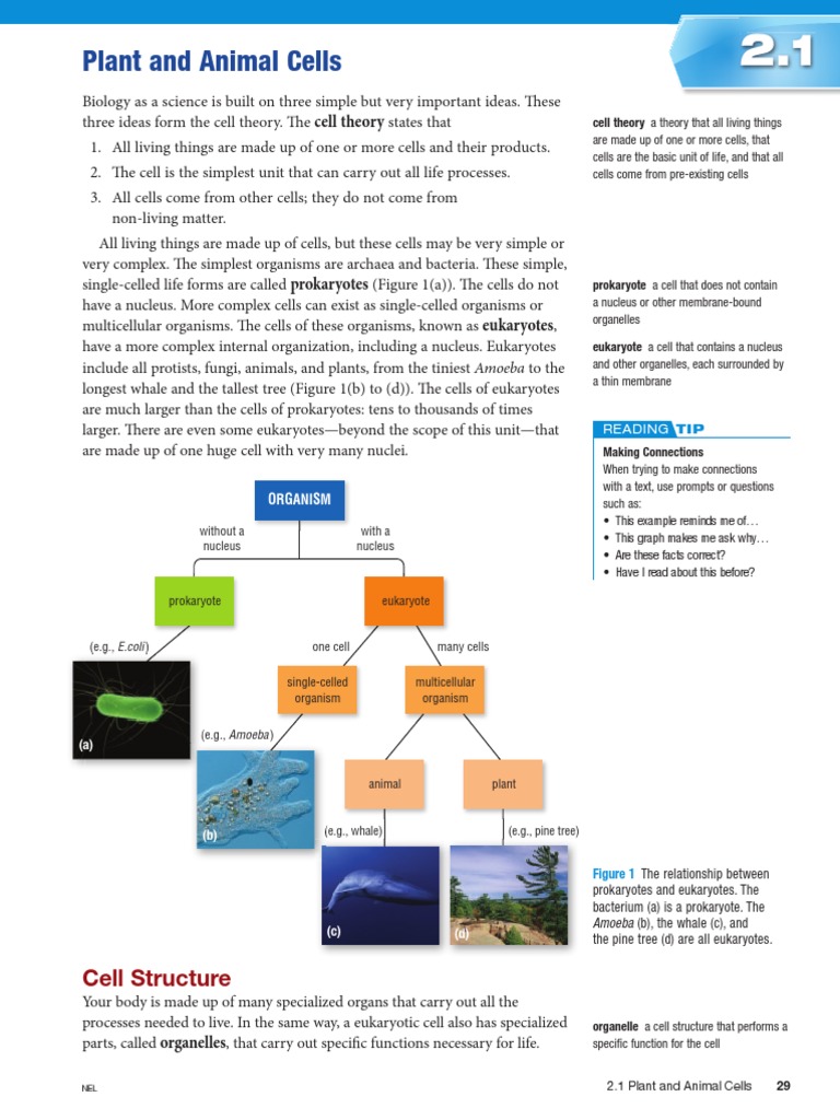Plant and Animal Cells | PDF | Eukaryotes | Vacuole