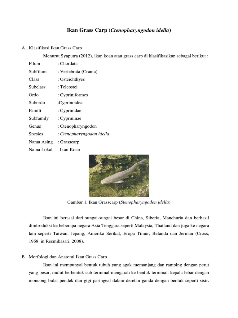 Ikan Grass Carp.docx