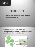 Proses Terjadinya Fotosintesis