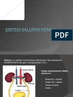 Sistem Saluran Kemih Revisi