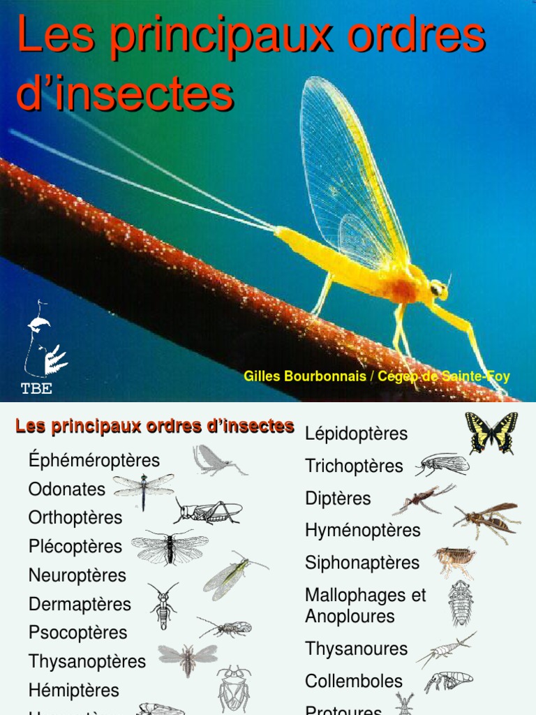Classification des ordres d'insectes | PDF | Insectes | Coléoptères