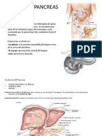 Pancreas S