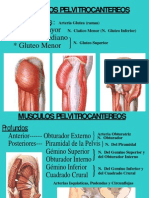 Musculos Del Miembro Inferior