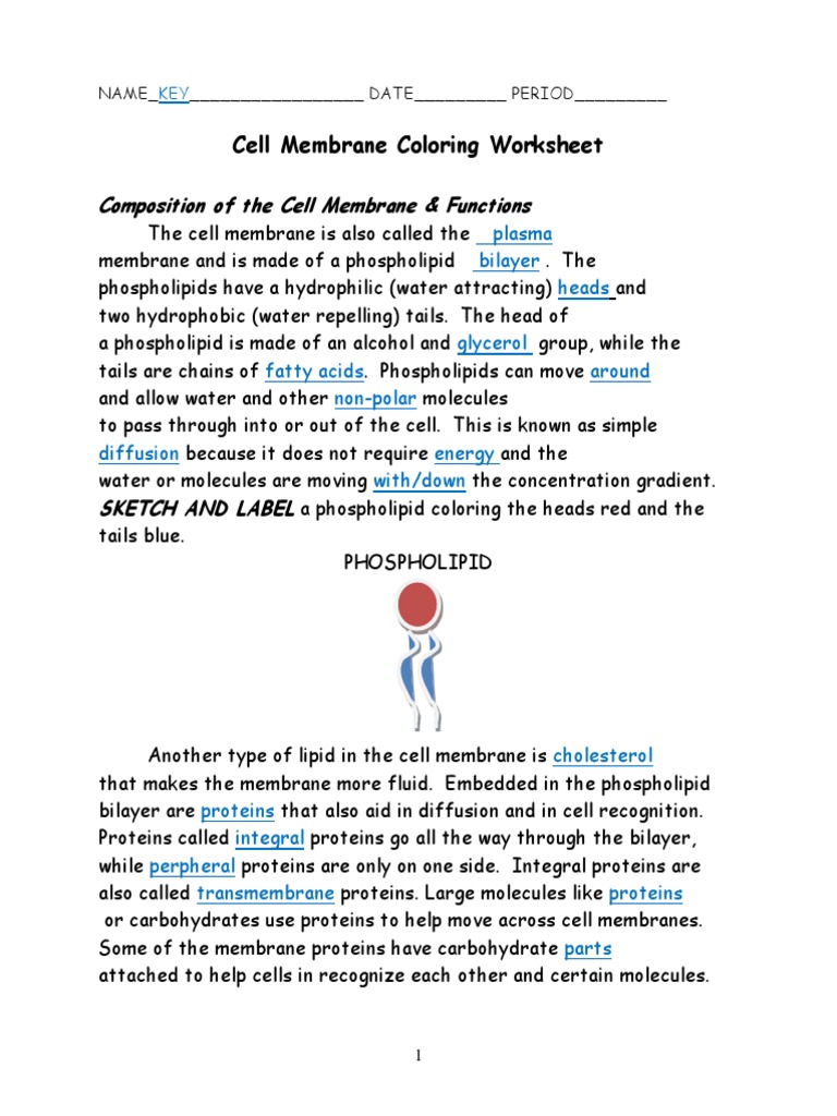 Cell Membrane Coloring Worksheet Key Cell Membrane Lipid Bilayer