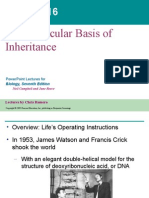 Chapter16 Molecular Basis of Inheritance