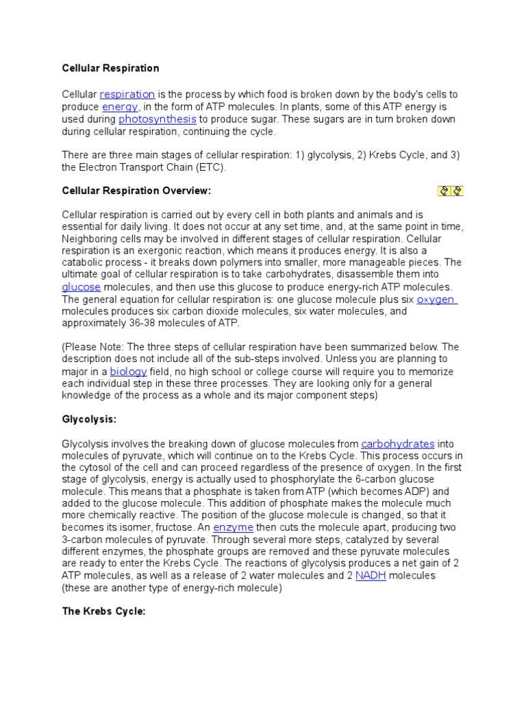 Overview of Cellular Respiration | PDF | Cellular Respiration | Citric ...