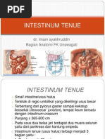 Anatomi dan Fisiologi Appendix Manusia | PDF