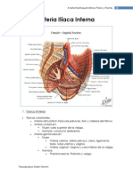 Arteria Ilíaca Interna