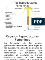 Órganos Reproductores Femeninos