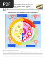 Ciclo Menstrual