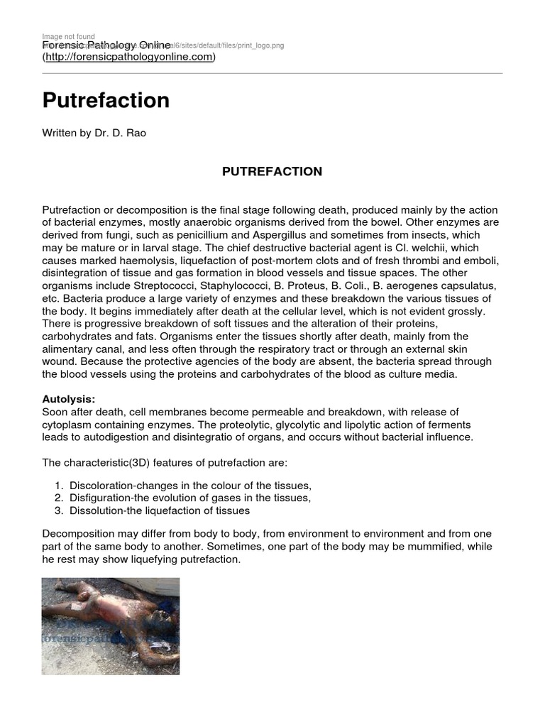 Putrefaction PDF